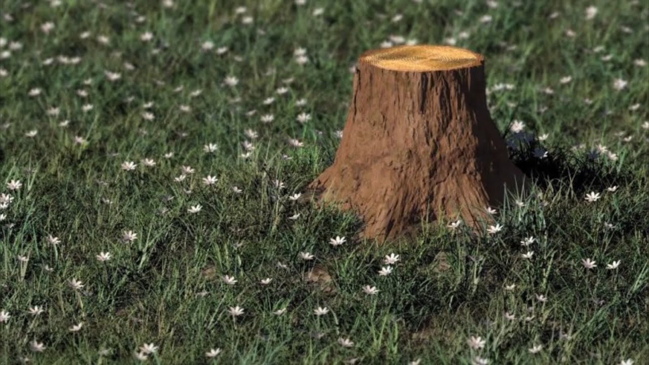 Älä kaivaa, polta tai myrkytä maaperää. Juuri näin puutarhurit käyttävät kantoja.