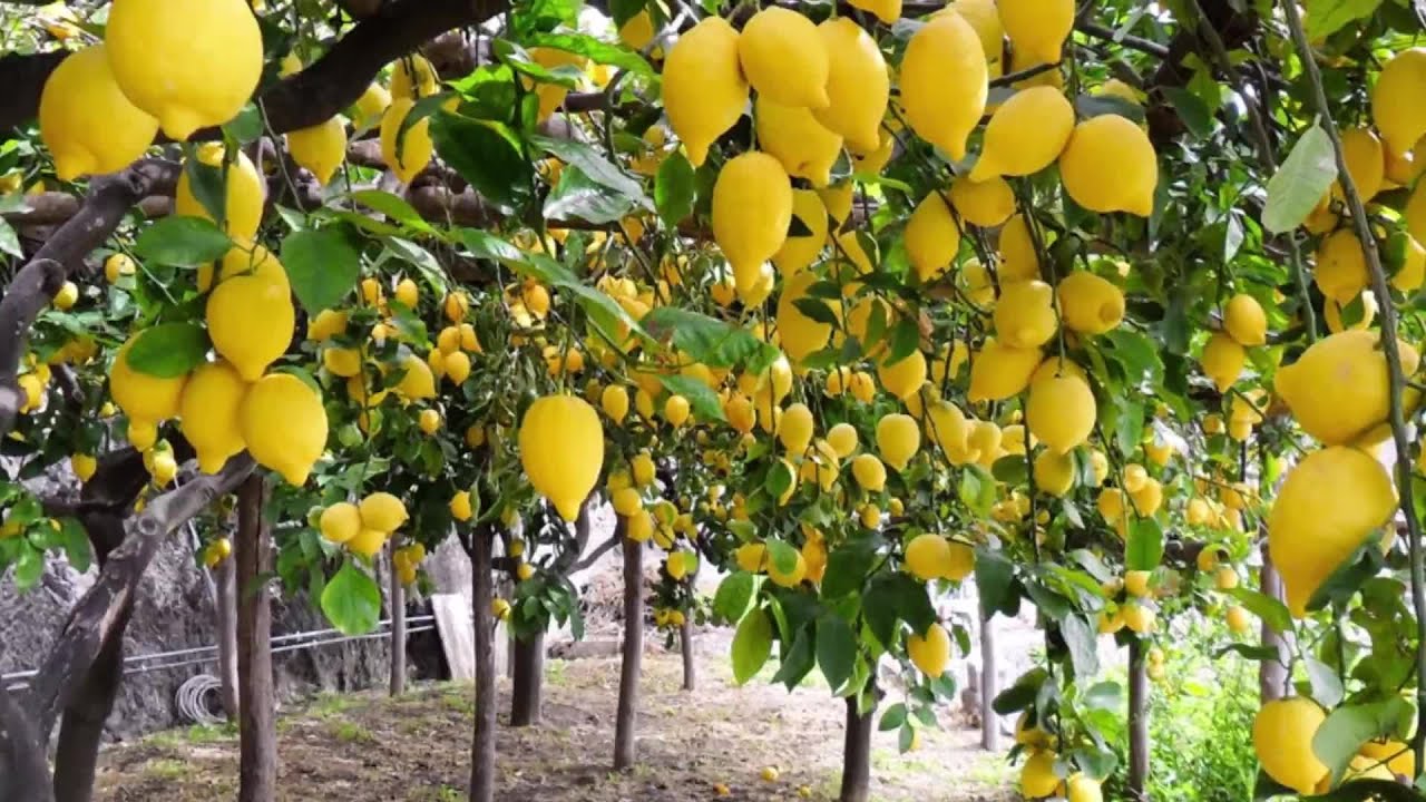 Sitruunapuu: miksi omenankuoria kannattaa lisätä maaperään ja mihin ne ovat hyödyllisiä?