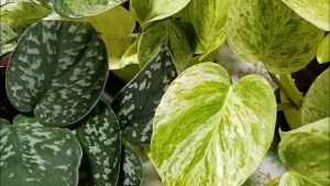 Kuinka saan skindapsuksen kukkimaan, vaikka se on sisätiloissa?