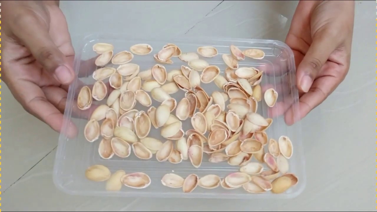 Roskasta kukkaruukkuun: miksi pistaasipähkinöiden kuoret ovat ”kultaa”, jota kasvisi tarvitsevat juuri nyt.