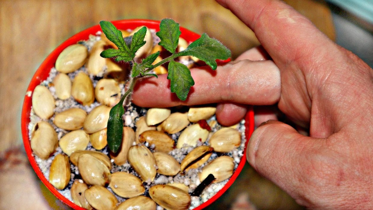 pistaasipähkinöiden
