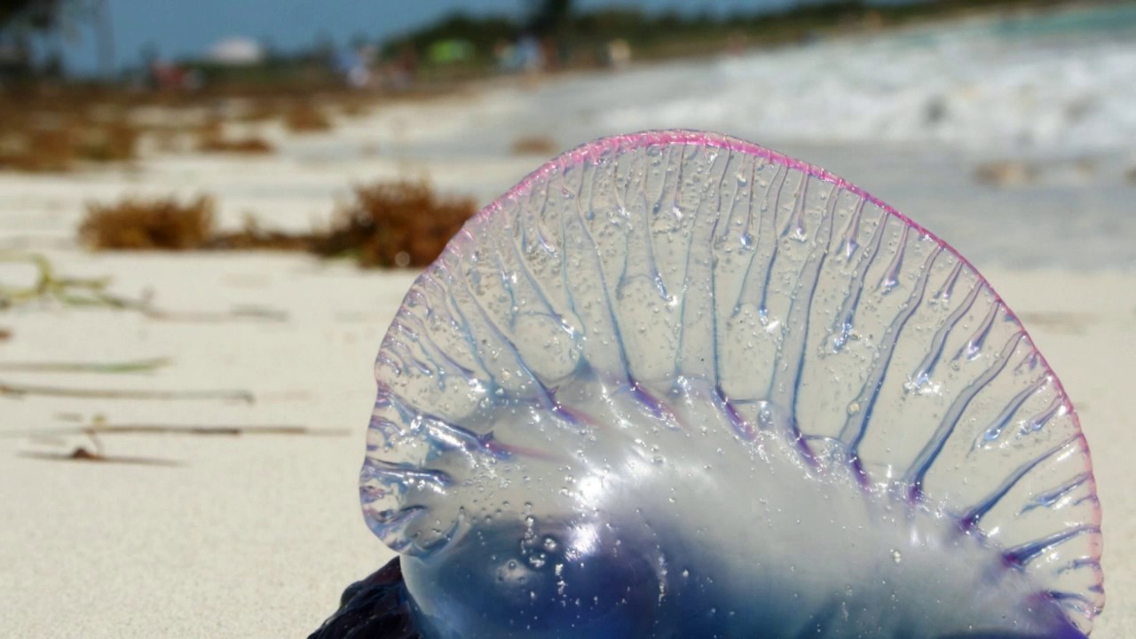 Elävä vai kuollut – sillä ei ole merkitystä: kuinka tunnistaa portugalilainen laiva ja mitä tehdä, jos sellainen pistää sinua.