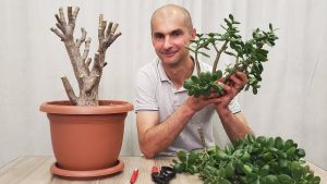 Kuinka määrittää, milloin jade-puu on leikattava