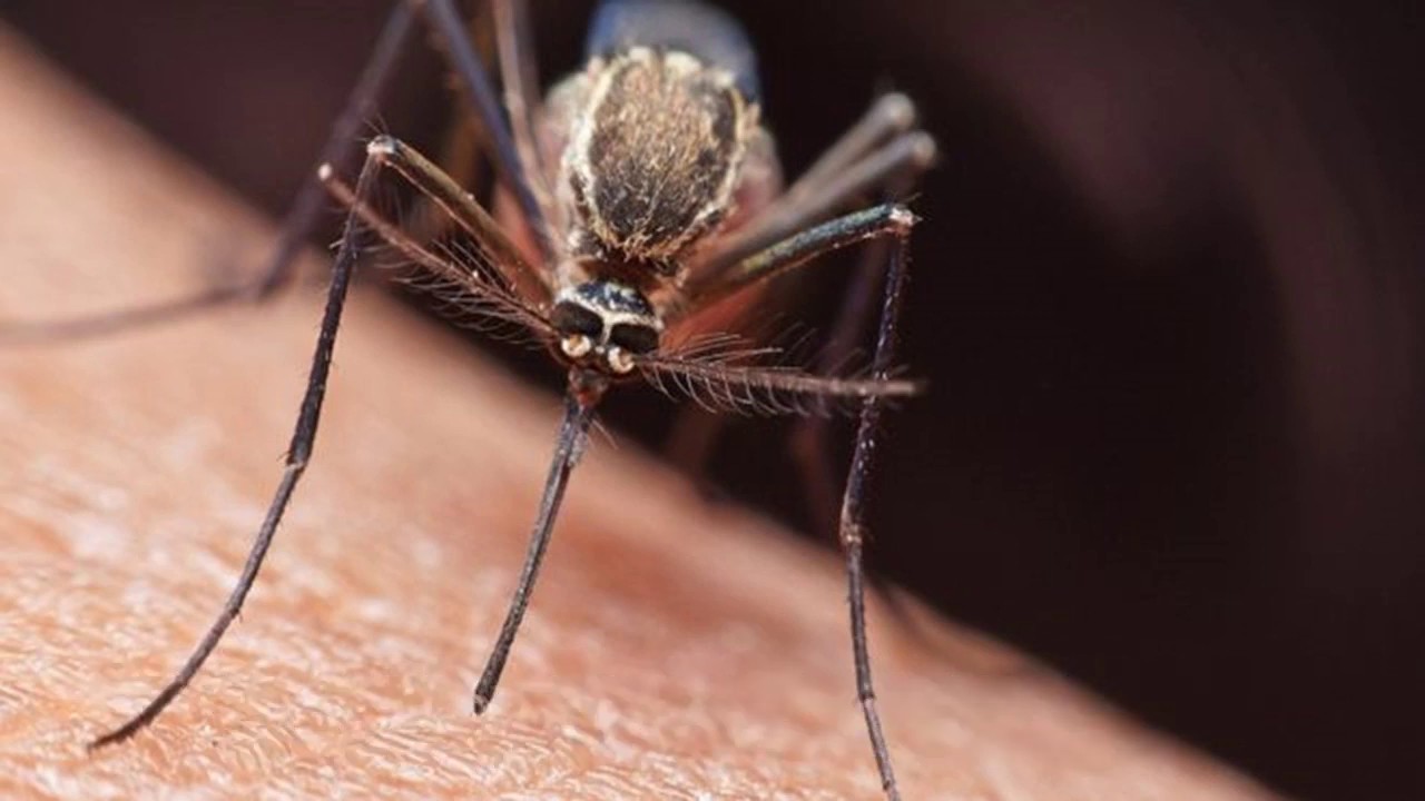 Sensaatiomainen tapahtuma eläintieteen maailmassa: ensimmäistä kertaa historiassa on vahvistettu hyttysten esiintyminen tässä maassa.