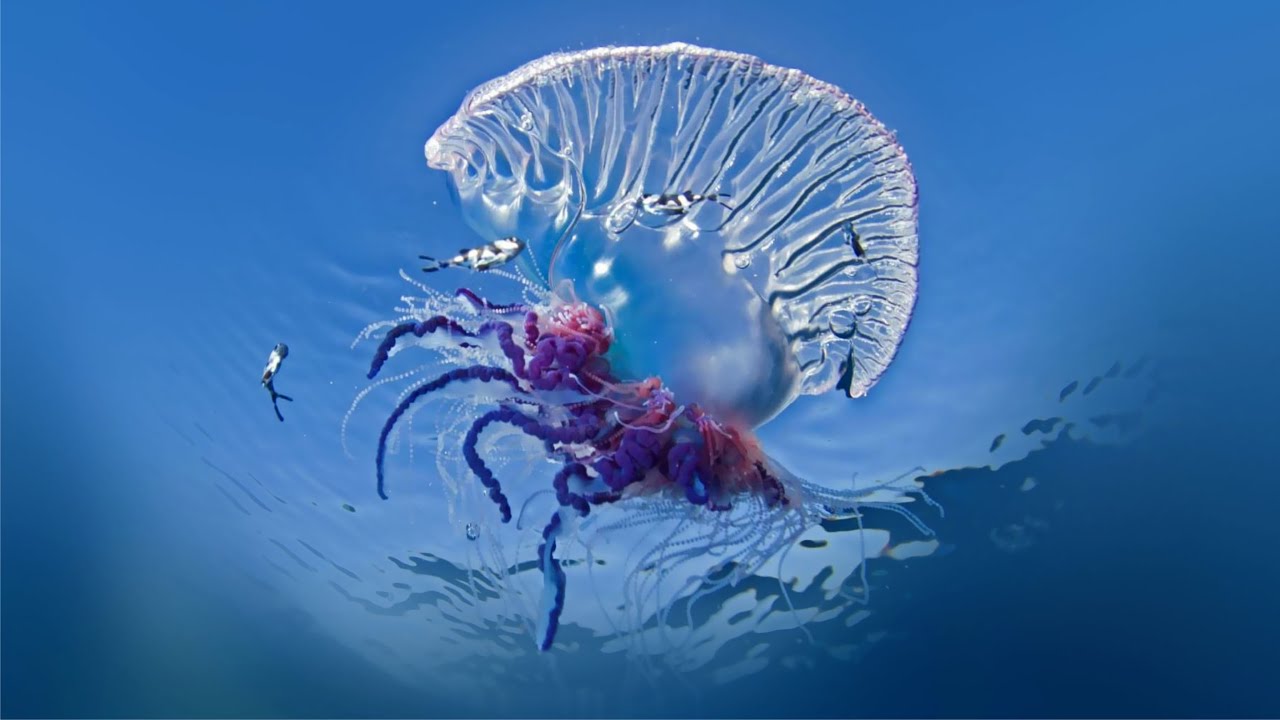 Elävä vai kuollut – sillä ei ole merkitystä: kuinka tunnistaa portugalilainen laiva ja mitä tehdä, jos sellainen pistää sinua.