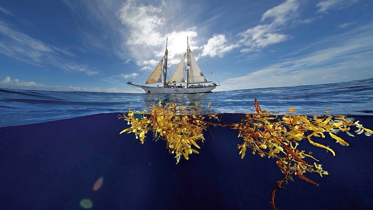 Maailman ainoa meri, joka ei huuhtele yhdenkään maan rantoja, on yksi suurimmista hapen lähteistä maapallolla.