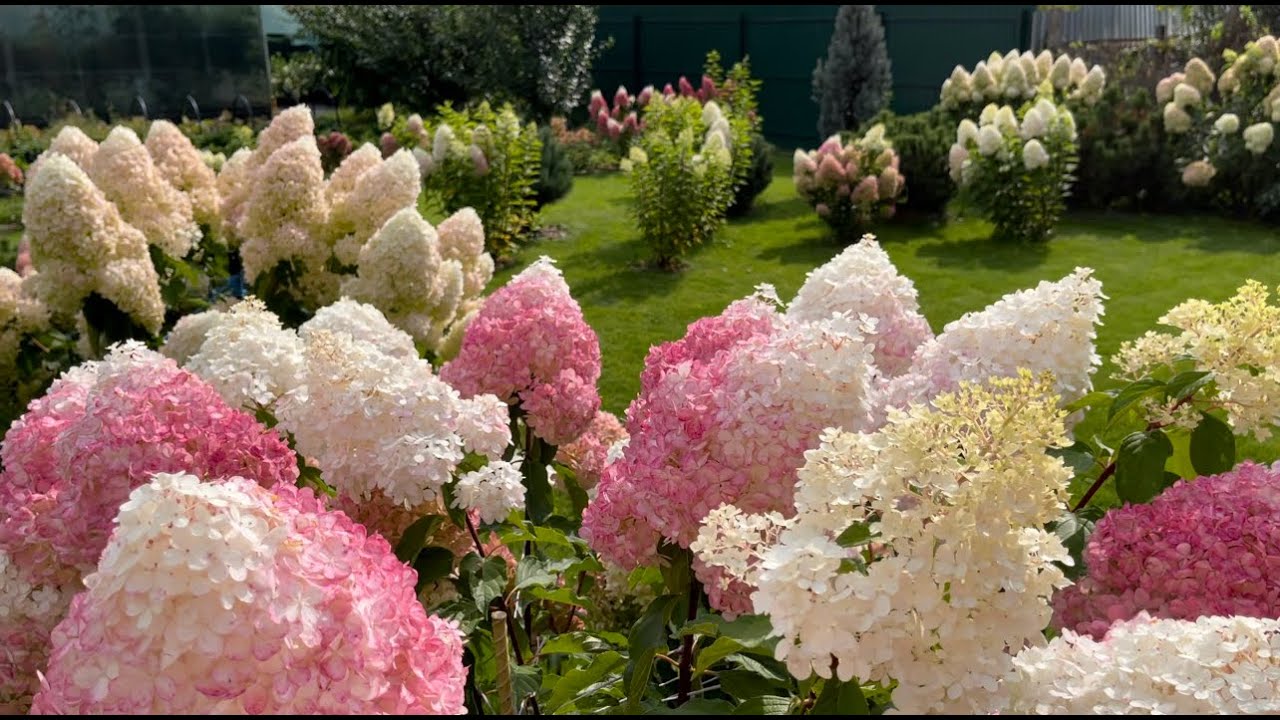Hyvästit hydrangeoille: Miksi jotkut puutarhurit suosittelevat, ettei niitä enää istuteta.