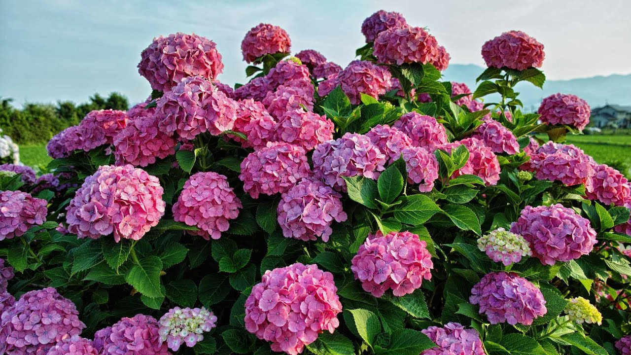 Hyvästit hydrangeoille: Miksi jotkut puutarhurit suosittelevat, ettei niitä enää istuteta.