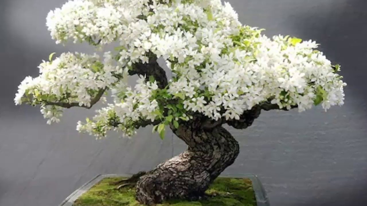 Mitä jade-puun kukinta tarkoittaa feng shui -oppien mukaan?