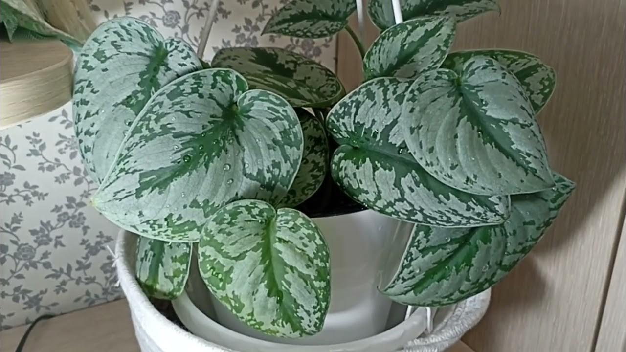 Kuinka saan skindapsuksen kukkimaan, vaikka se on sisätiloissa?