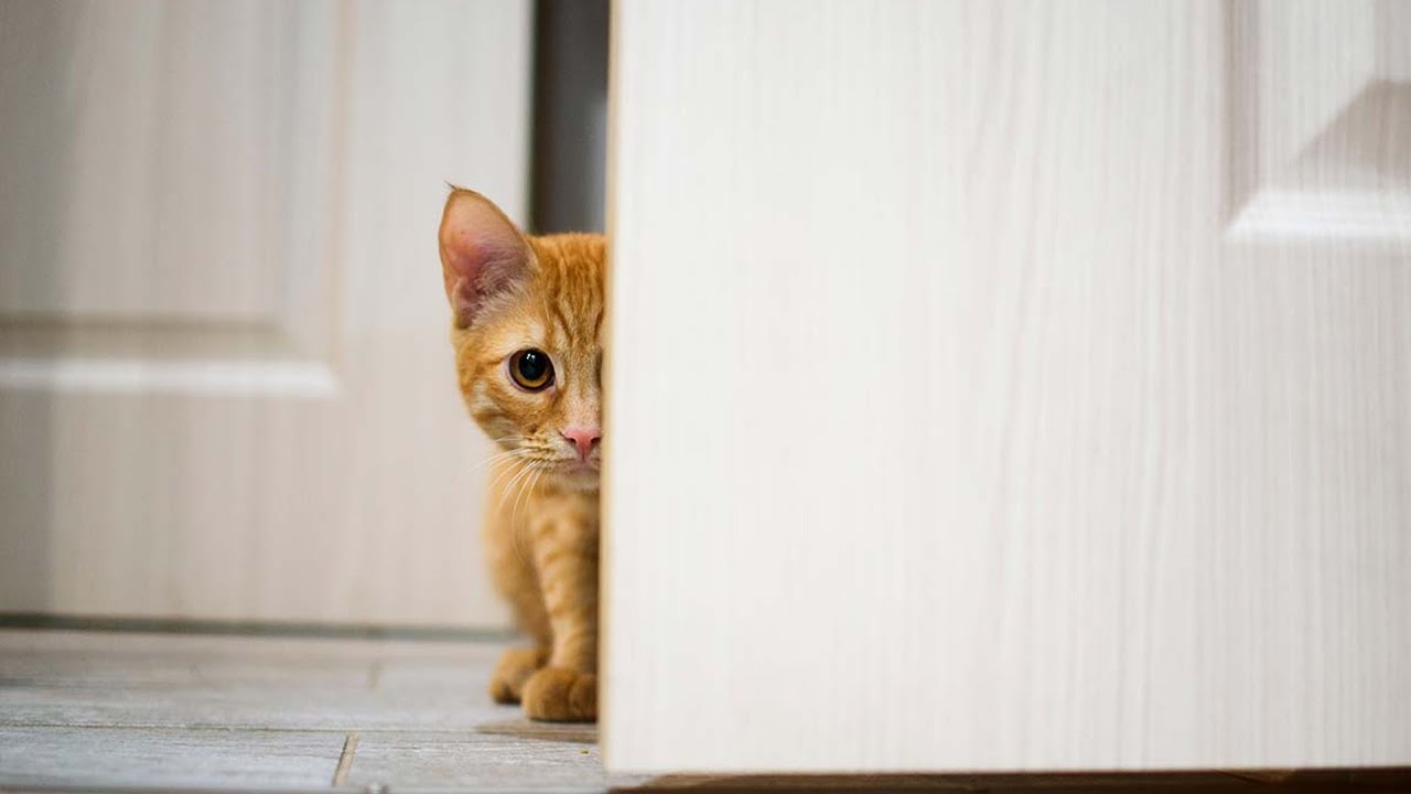 Eläinlääkäri kertoi, kuinka kauan kissalla kestää unohtaa sinut: ”Niiden muisti perustuu paitsi emotionaaliseen kiintymykseen myös fyysisen turvallisuuden tunteeseen.”