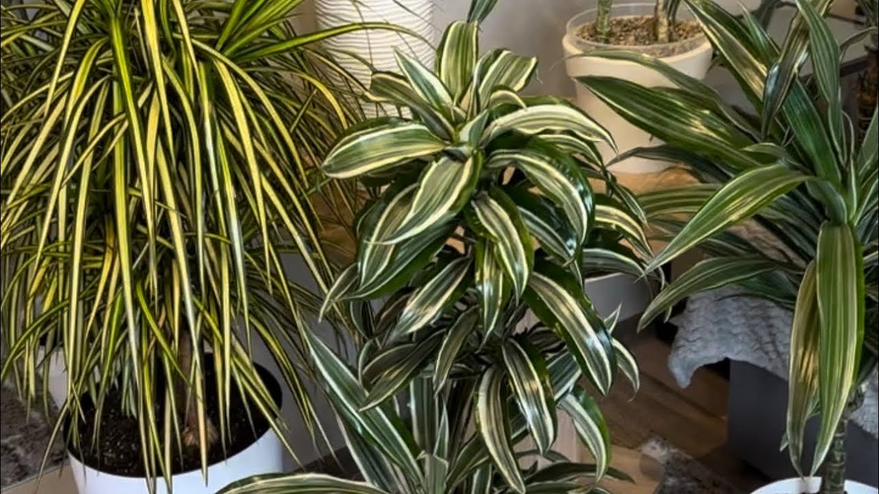 Kasvien asiantuntija: ”Älä koskaan laita alustaa drakenan alle, kun kastelet sitä kotona.”