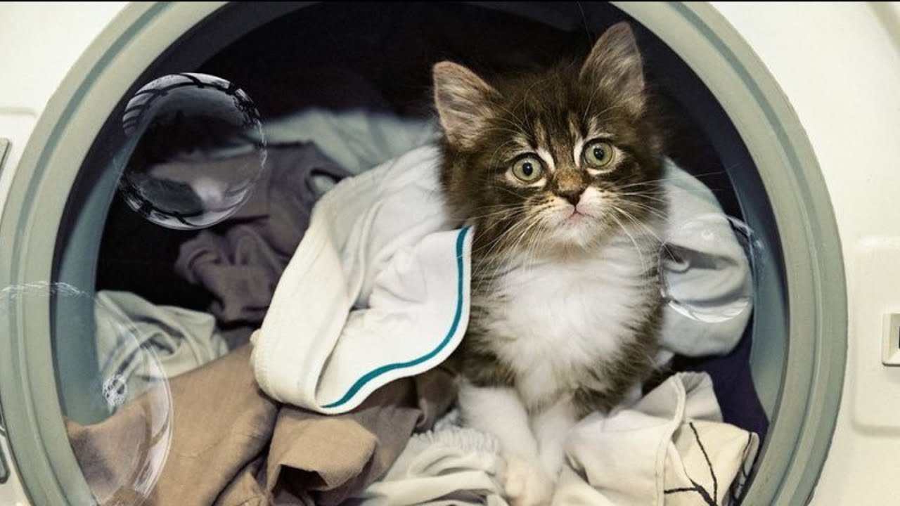 Jätä vaatekappale, jossa on sinun hajusi, kissasi nukkumapaikkaan: miksi se on tarpeen ja missä tilanteissa se auttaa.