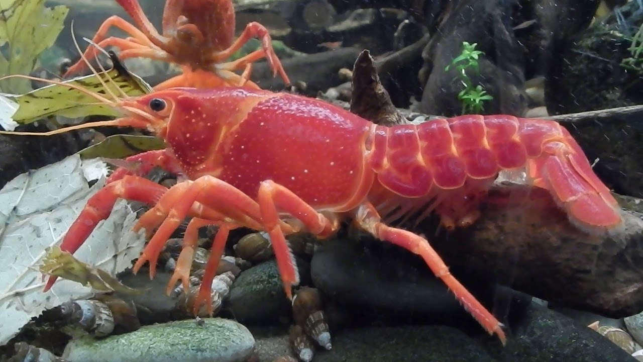 Ensi silmäyksellä se näyttää tavalliselta äyriäiseltä, mutta todellisuudessa se on Filippus II:n tuoma invasiivinen laji.