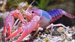 Ensi silmäyksellä se näyttää tavalliselta äyriäiseltä, mutta todellisuudessa se on Filippus II:n tuoma invasiivinen laji.