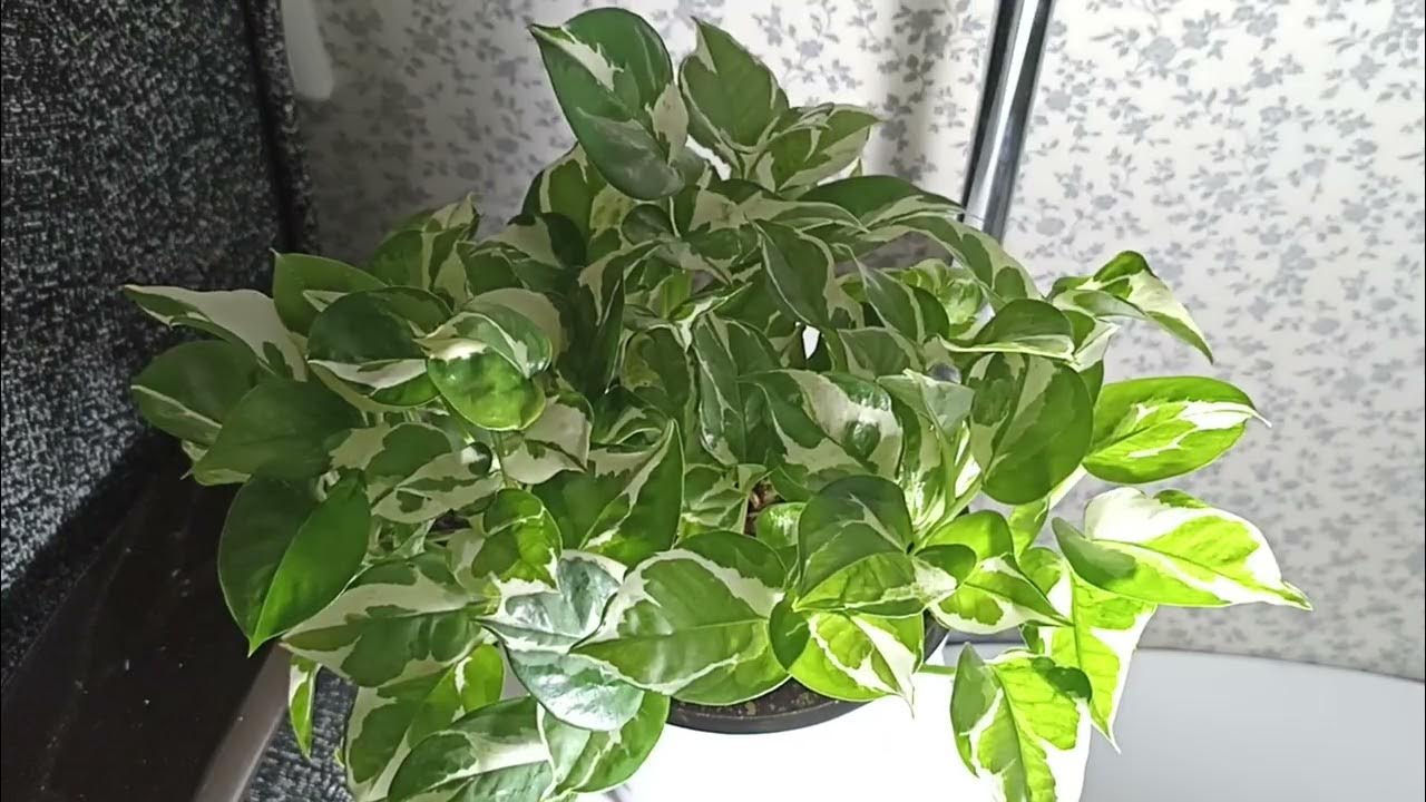 Kuinka saan skindapsuksen kukkimaan, vaikka se on sisätiloissa?