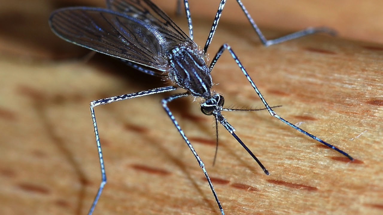 Kesä ilman hyttysiä: suosittu tapa ovien kanssa.