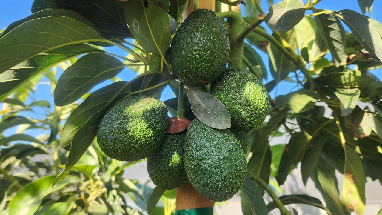 Avokadon vuosi: vuonna 2025 odotetaan kovaa kilpailua ja ennätyksellisiä myyntilukuja.