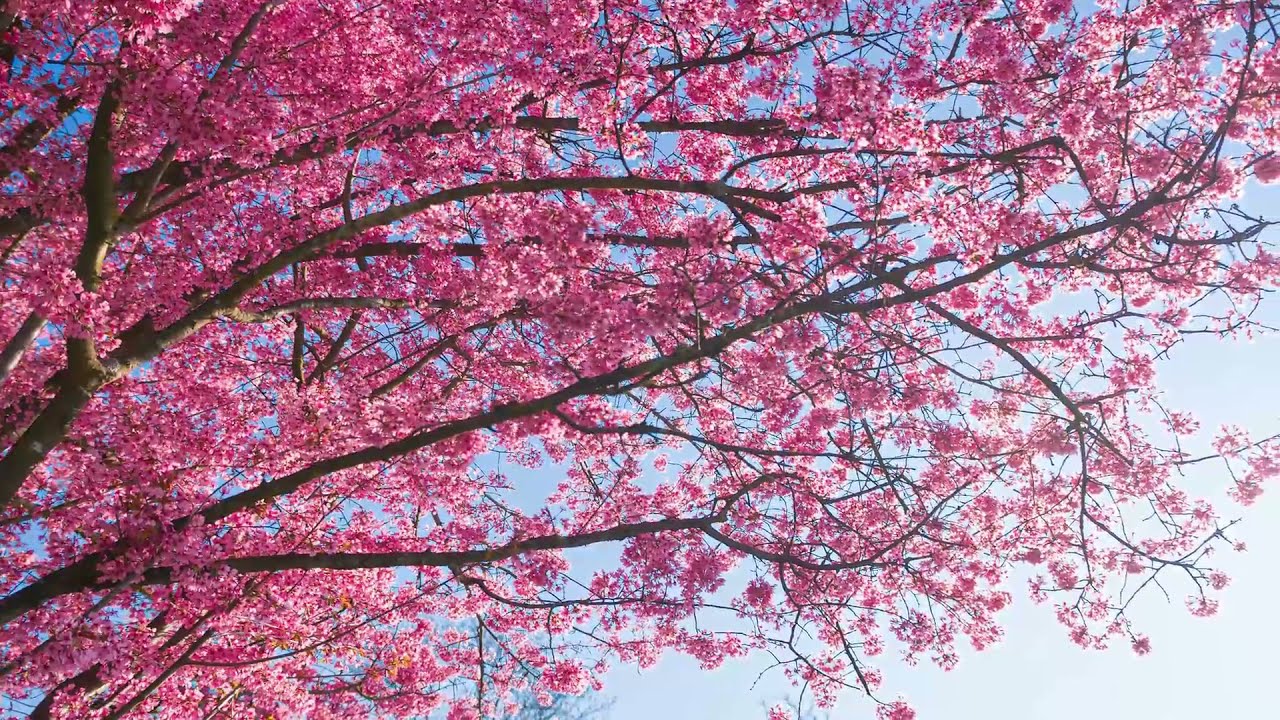 Tämä puu sopii erinomaisesti elävän pensasaidan luomiseen.