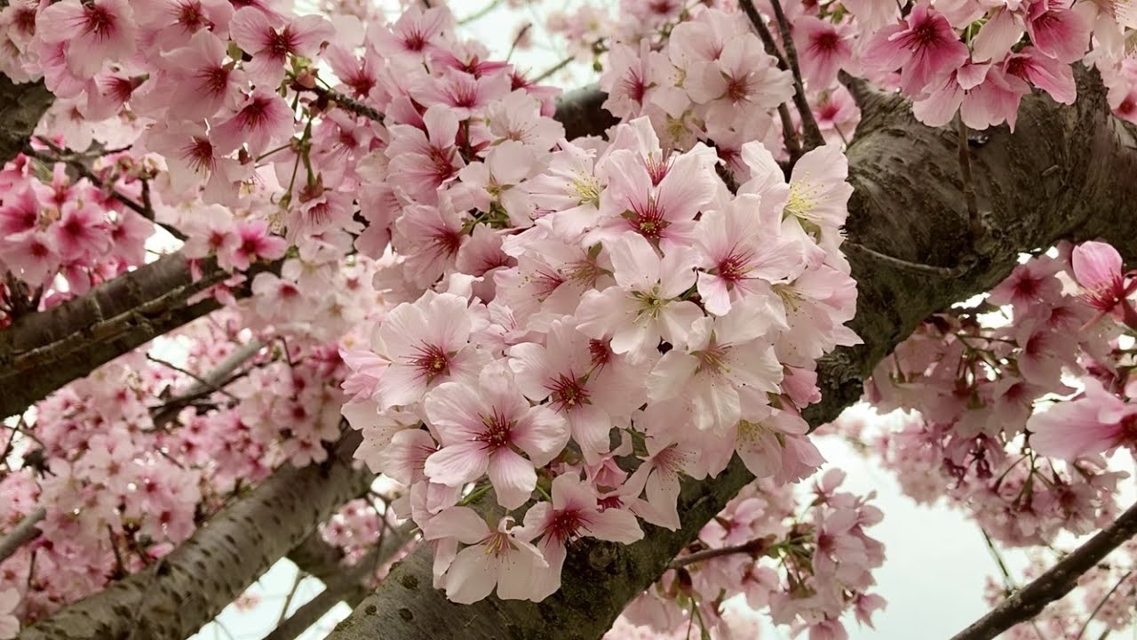 Tämä puu sopii erinomaisesti elävän pensasaidan luomiseen.