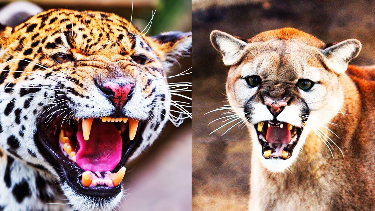 Jaguar ja puuma: kuinka kaksi suurinta saalistajaa onnistuvat elämään rinnakkain samalla alueella?