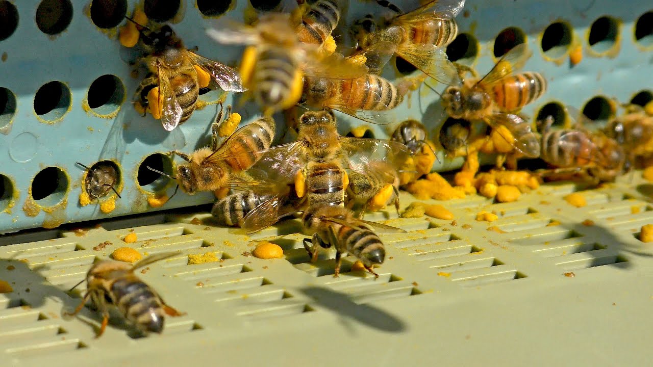 Toivoa mehiläishoitajille: tässä maassa on kehitetty tärkeä vastalääke epidemialle, joka tuhoaa yhä enemmän mehiläisiä ympäri maailmaa.