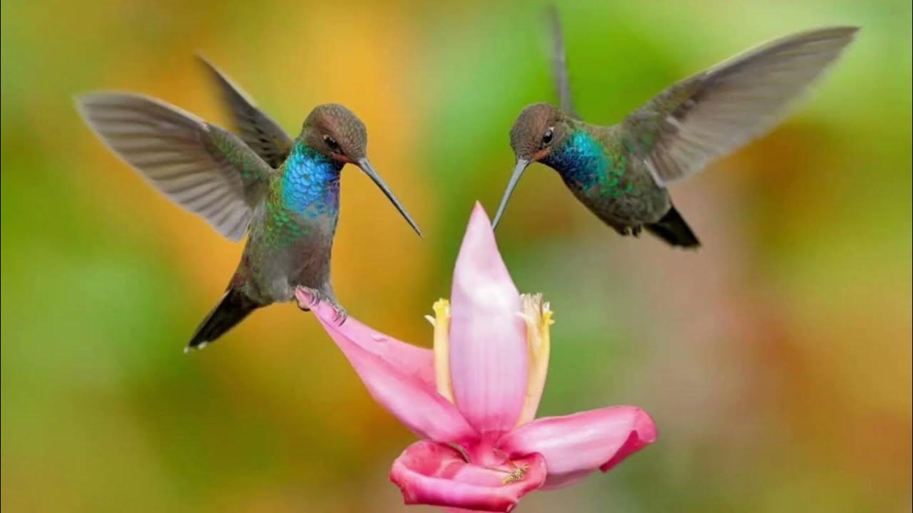 Luonnollinen salaisuus, jolla houkuttelet kolibreja puutarhaan joka päivä.