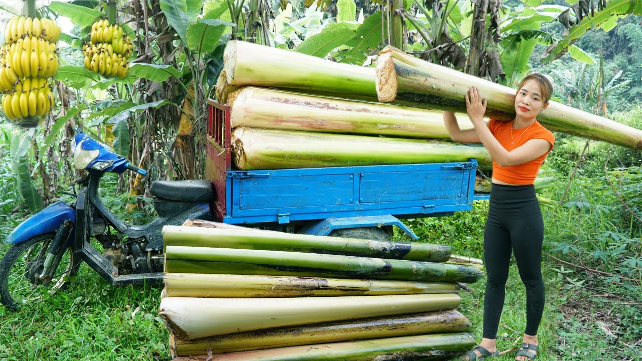 Sadonkorjuun jälkeen jäljelle jäävät tonnit banaaninvarret jalostetaan raaka-aineeksi vaatteiden ja paperin tuotantoon, ja mekaaninen uuttaminen ja kontrolloitu kuivaus nopeuttavat teollistumista.