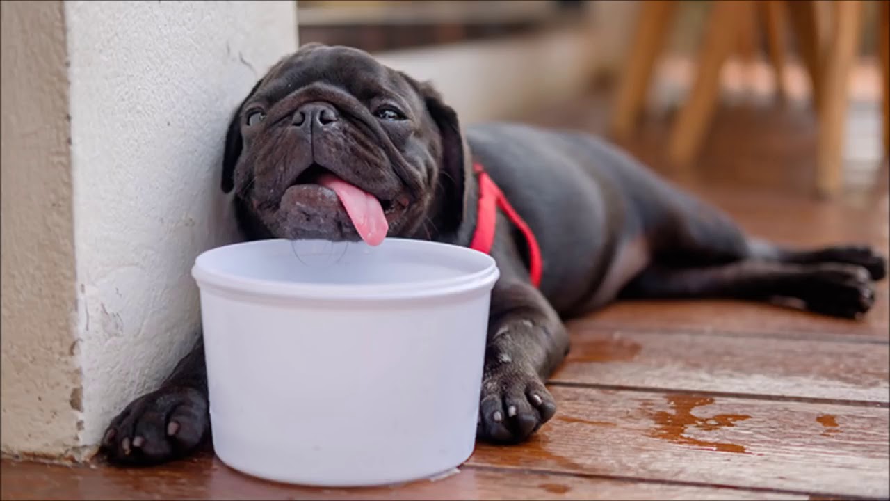 10 vinkkiä koiran hoitoon kesällä ja sen suojaamiseen kuumuudelta