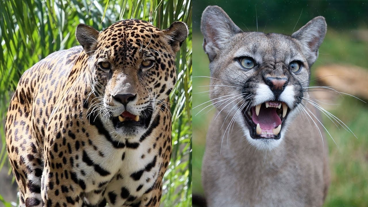 Jaguar ja puuma: kuinka kaksi suurinta saalistajaa onnistuvat elämään rinnakkain samalla alueella?
