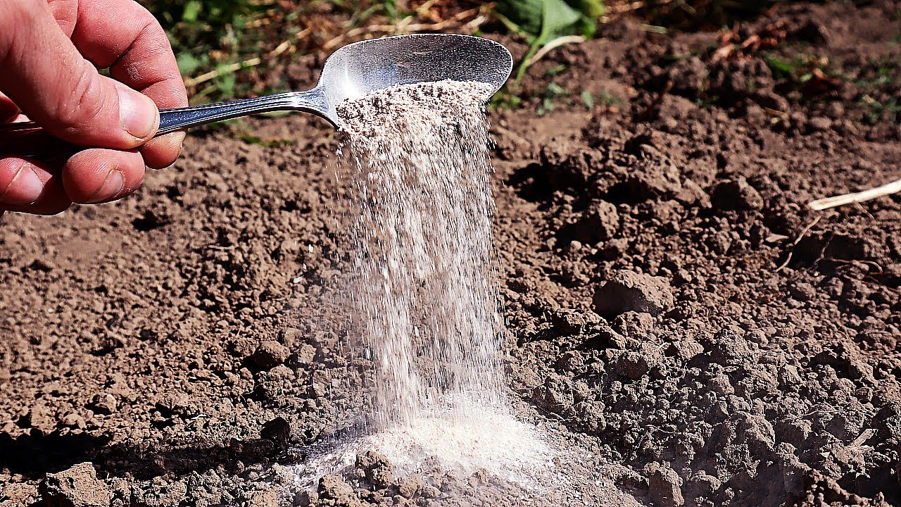 Mitkä ovat edut suolan lisäämisestä kasvien maaperään, ja milloin se voi olla haitallista puutarhalle?