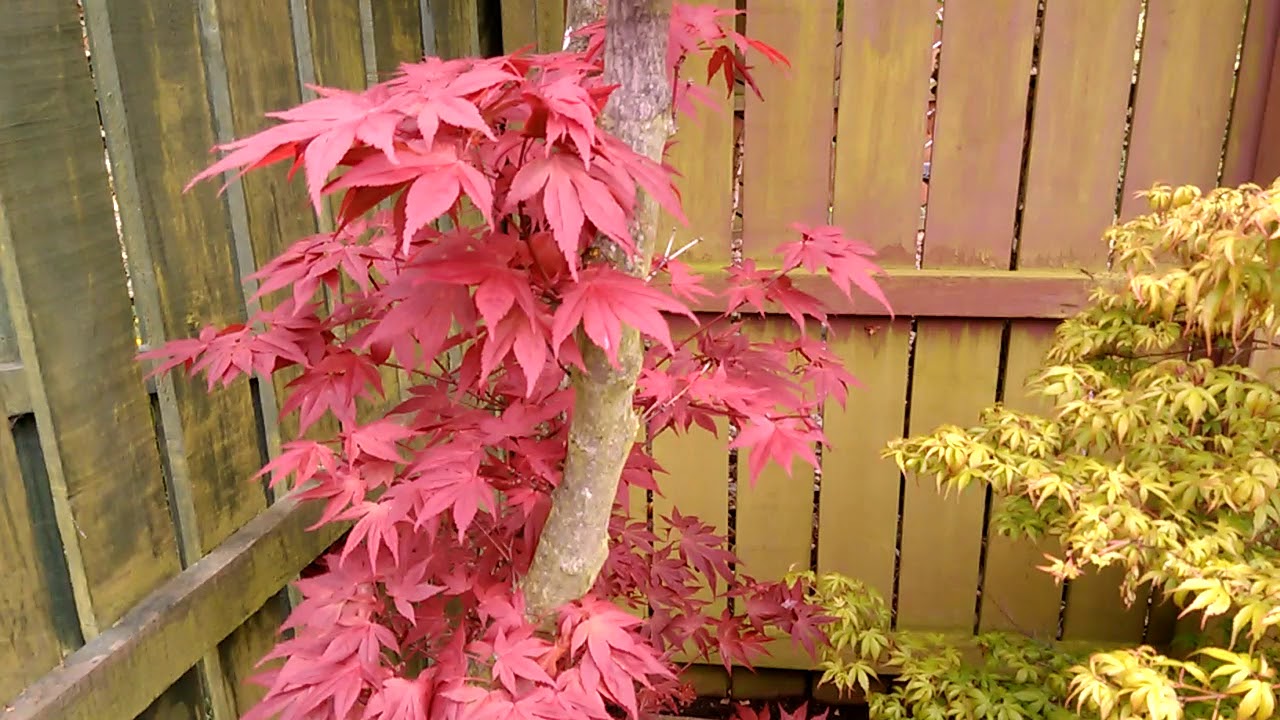Ihanteellinen pienille taloille: puu tarjoaa varjoa koko kesän, ei kaivaa maata juurillaan ja on kuivuuden kestävä.