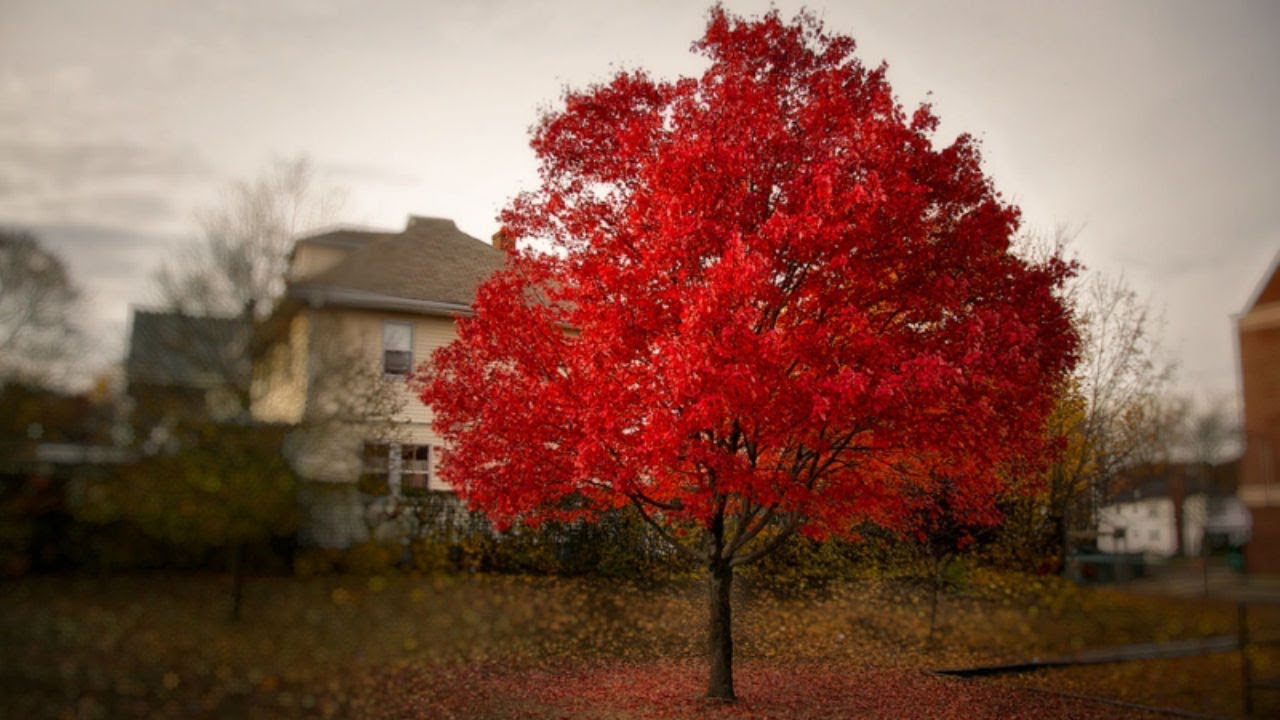 Ihanteellinen pienille taloille: puu tarjoaa varjoa koko kesän, ei kaivaa maata juurillaan ja on kuivuuden kestävä.