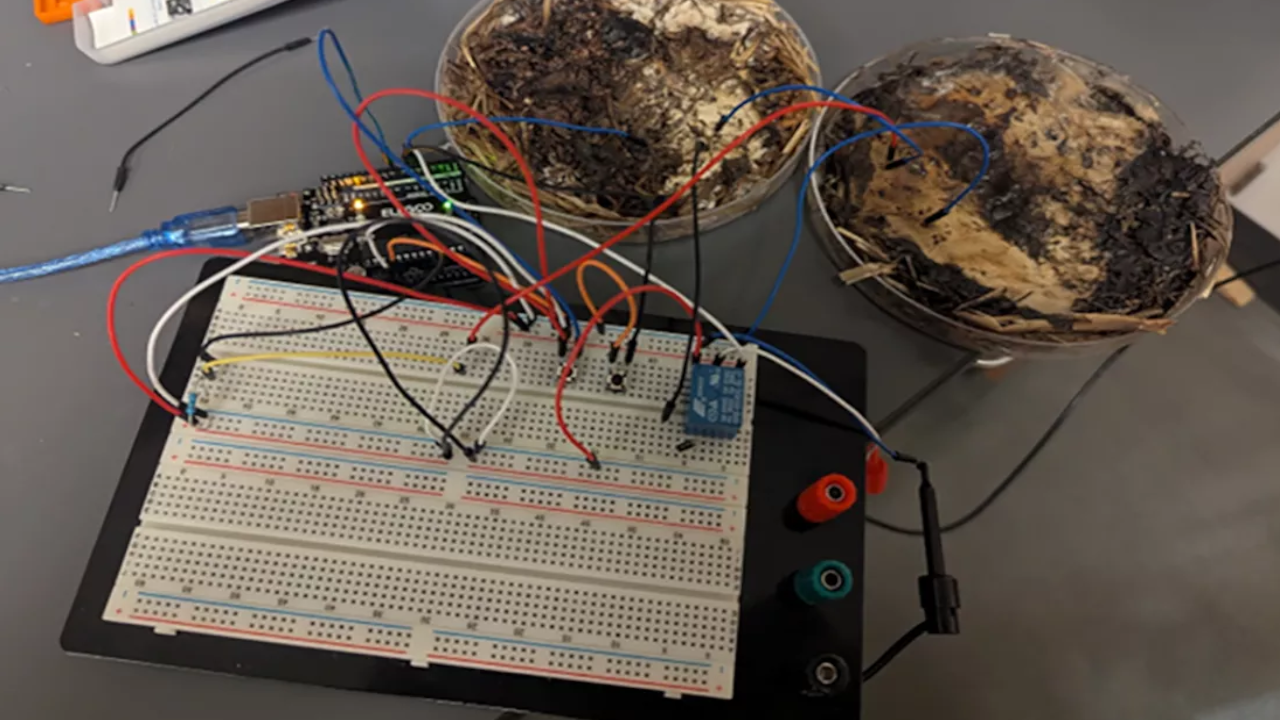 Tulevaisuuden tietokoneet ovat löytäneet yllättävän liittolaisen tietojen tallentamiseen: sienet.