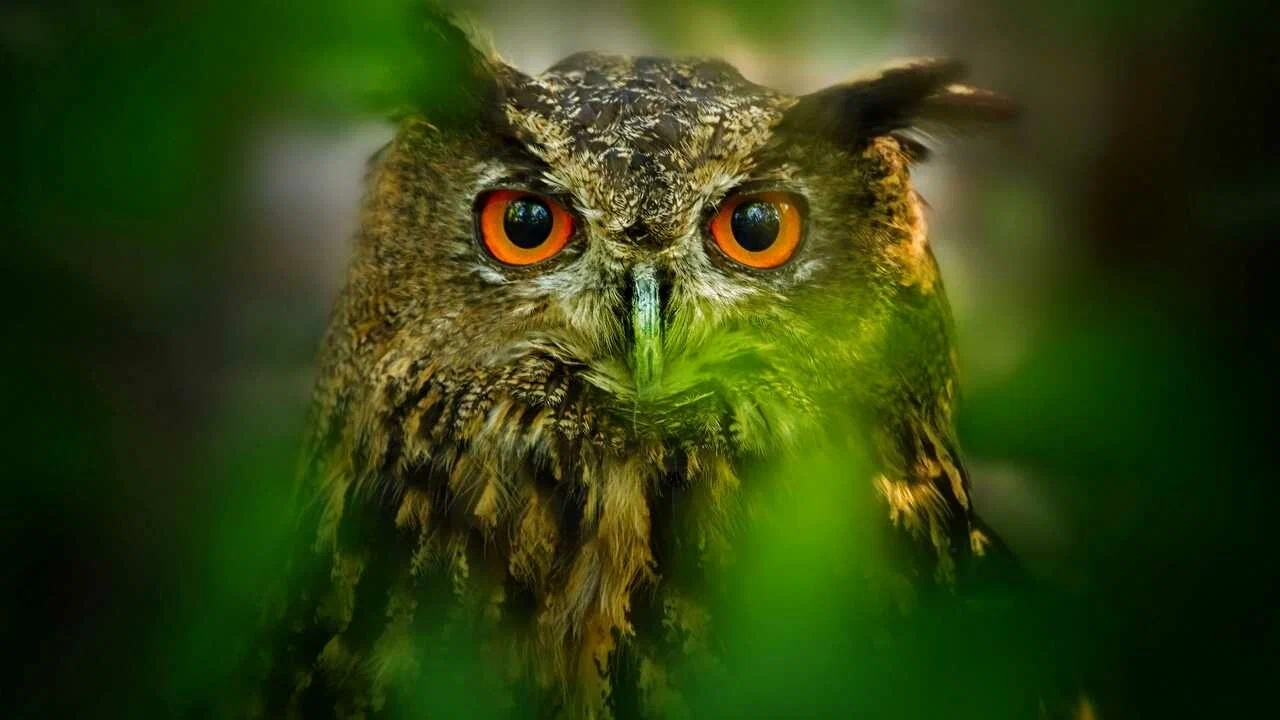 Tutkijat ovat kumonneet 200 vuotta vanhan teorian siitä, miten lintujen silmät toimivat.