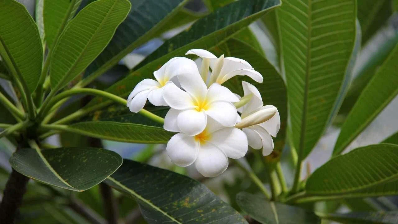 Tämä kukka sopii erinomaisesti istutettavaksi tammikuussa ja täyttää koko puutarhasi tuoksulla.