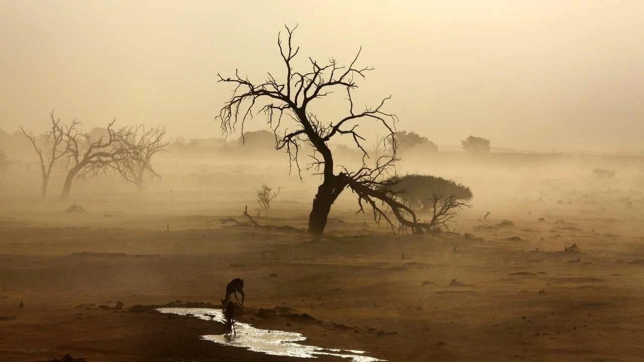 He keräävät sumua Saharan autiomaassa ja tuottavat tuhansia litroja vettä ilman sadetta.