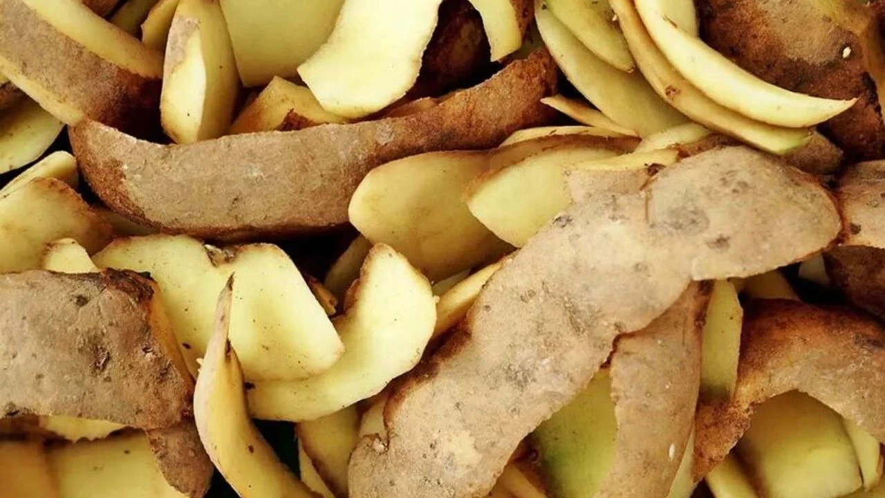 Perunan kuorimien liottaminen: miksi se on suositeltavaa ja miksi se on tarpeen.