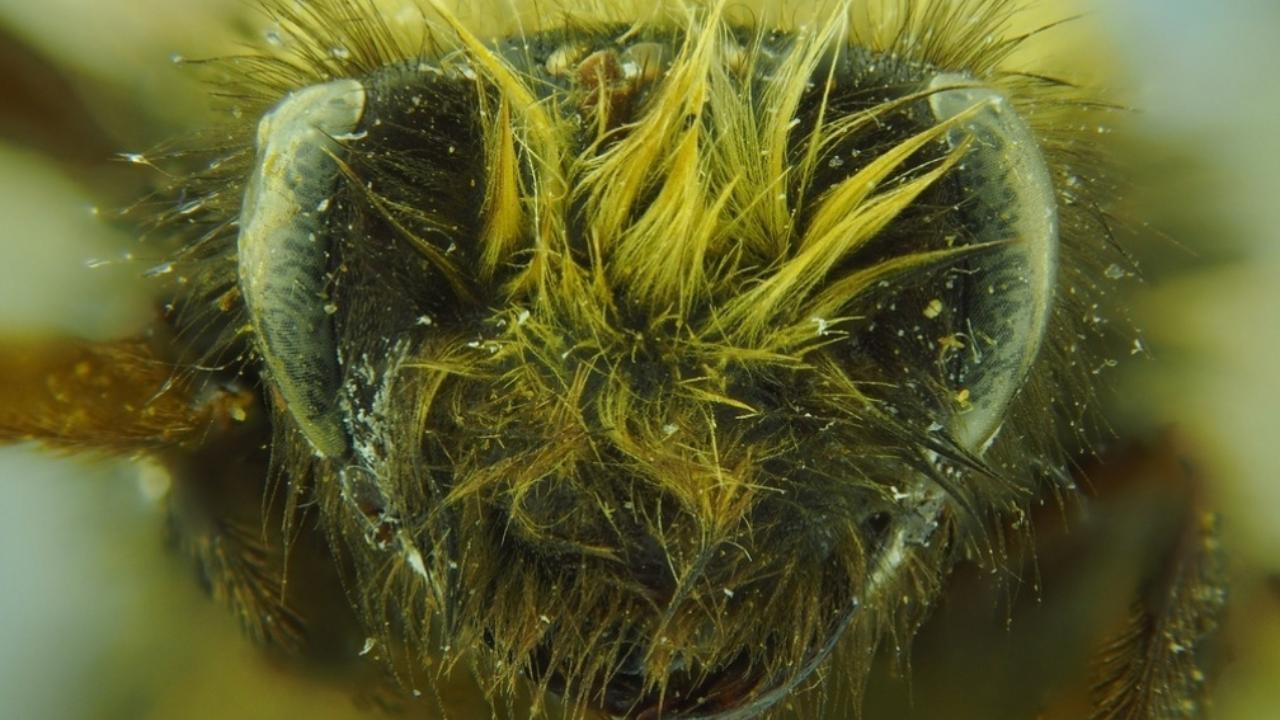 Tässä maassa on löydetty uusi ”paholaisen” mehiläislaji.