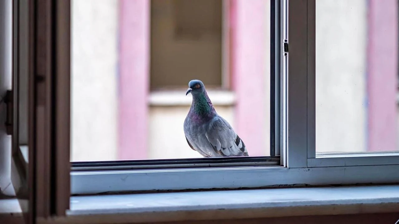 Jos näet linnun istumassa ikkunallasi tai parvekkeellasi, kerromme sinulle, mitä se tarkoittaa ja miksi se on hyvä merkki.