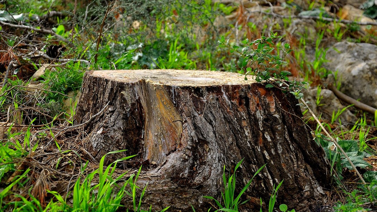 Älä kaivaa, polta tai myrkytä maaperää. Juuri näin puutarhurit käyttävät kantoja.