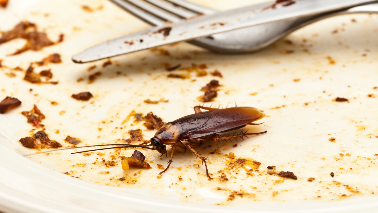 Ruokasooda ja sokeri: kotitekoinen keino, joka auttaa pääsemään eroon torakoista ilman kemiallisia hyönteismyrkkyjä.