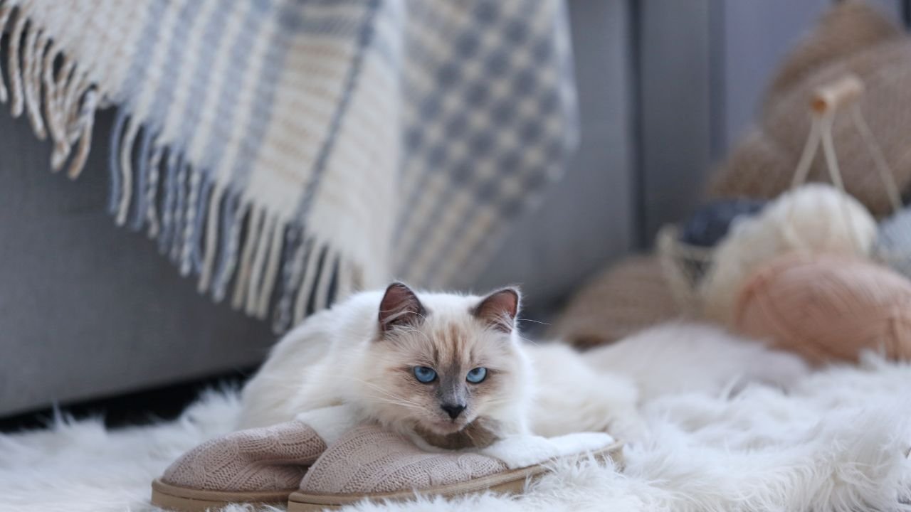 Eläinlääkäri kertoi, kuinka kauan kissalla kestää unohtaa sinut: ”Niiden muisti perustuu paitsi emotionaaliseen kiintymykseen myös fyysisen turvallisuuden tunteeseen.”