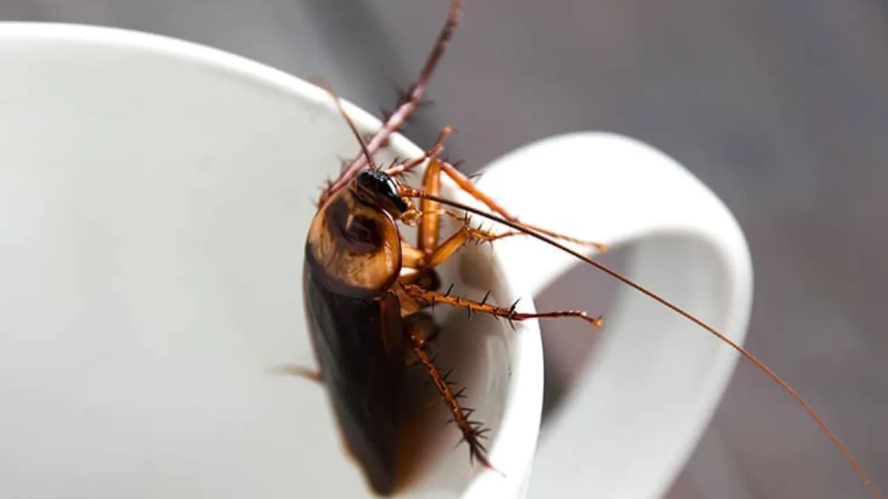 Kuinka valmistaa kotitekoinen torakankarkotin ja miksi sitä suositellaan käytettäväksi kotona.