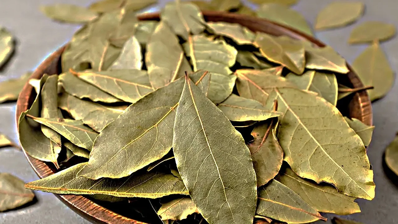 Mihin kotona voi sijoittaa laakerinlehtiä, jotta ne tuovat onnea ja karkottavat torakoita?