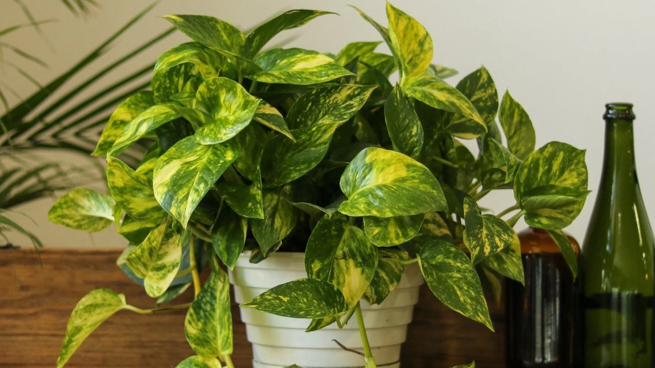 Ei kaktuksia, ei mehikasveja: viisi kasvia, jotka sopivat täydellisesti kodin viilentämiseen kesällä.