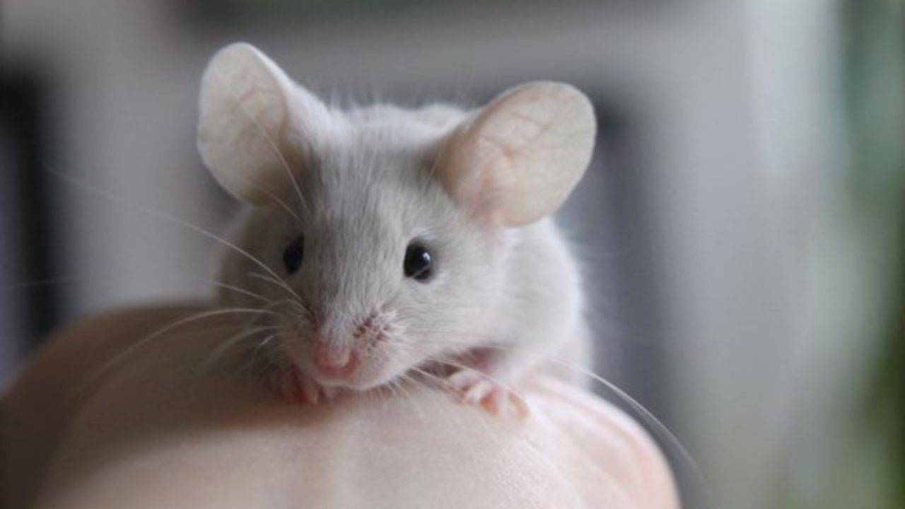 Kuinka viikset auttavat rottia suunnistamaan pimeässä?