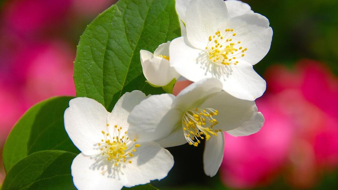 Kukkapuutarhan tuoksun täyttävä kukka, jota voi kasvattaa ruukuissa.