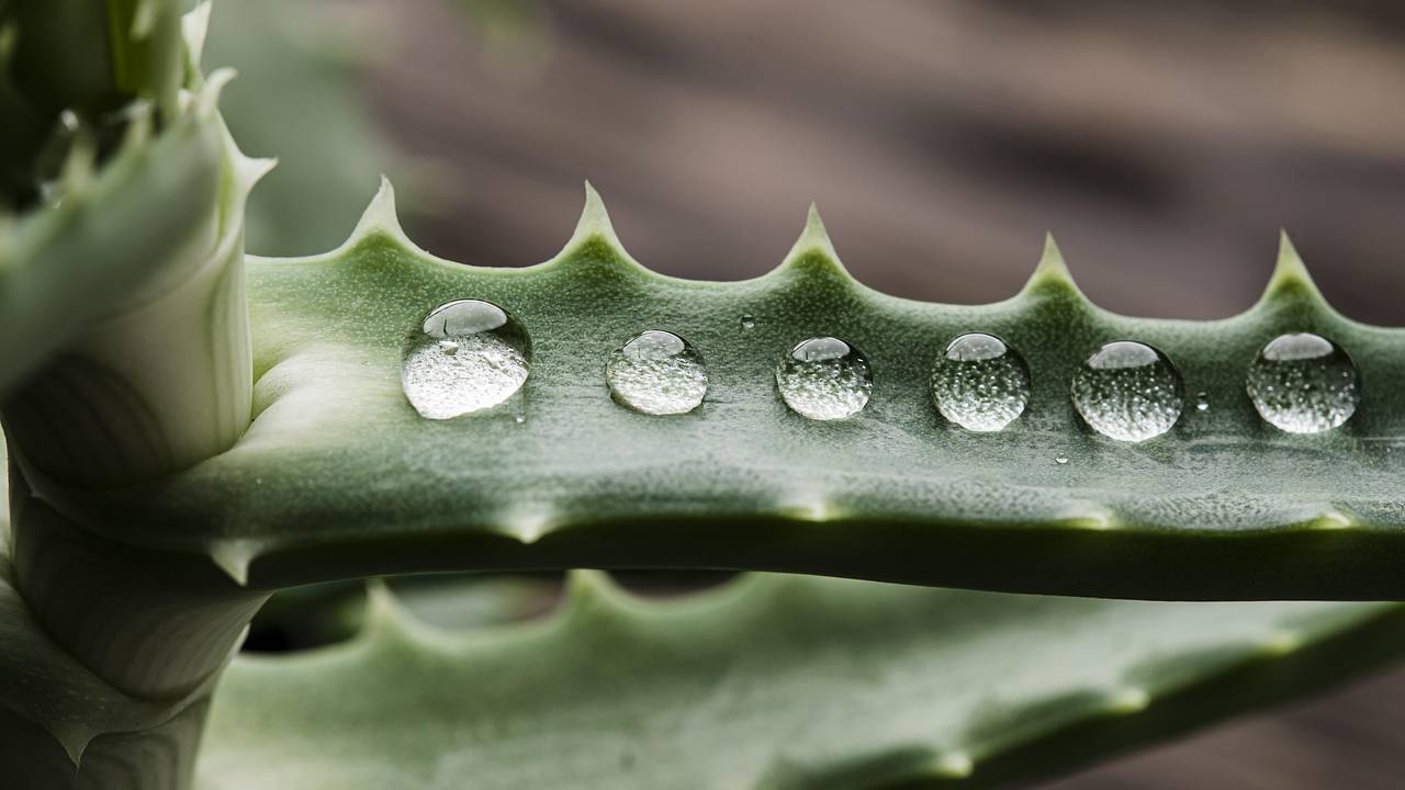 Kasvien asiantuntija: ”Suurin virhe, jonka voimme tehdä aloe veran kanssa, on olla laittamatta sitä varjoon.”