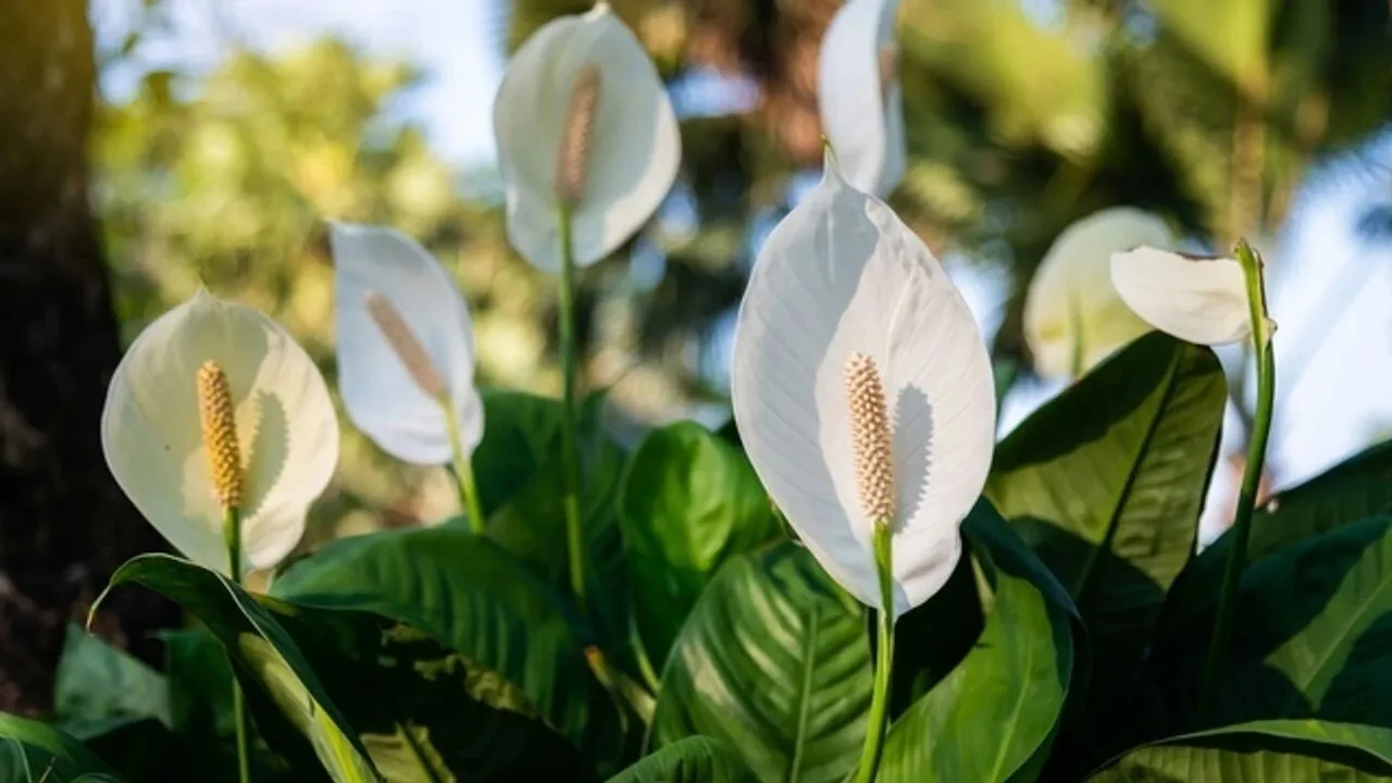Jos teet näin joka päivä, spathiphyllumisi ei koskaan kukki.